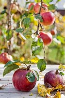 Malus 'Enterprise' - disease resistant variety