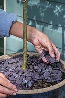 Adding a slate mulch to a potted Abutilon