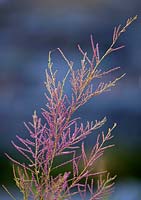 Tamarix Ramosissima light feathery plumes of rich pink flowers. Trearddur Holy Island Anglesey
