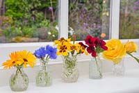 Floral display of Calendula officianalis 'Art Shades', Cornflower - Centaurea, Tagetes 'Naughty Marietta', Pelargonium 'Lord Bute' and Rosa 'Graham Thomas' in small glass jars on a windowsill