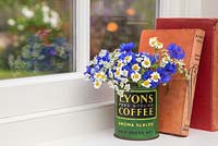 Floral display of Cornflower - Centaurea, Feverfew - Tanacetum parthenium and Anthriscus sylvestris in a vintage coffee tin, with a view through a window to the garden