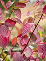 Cornus alba 'Sibirica' - Red-Barked Dogwood - October