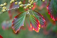 Hamamelis x intermedia ' Arnold Promise' leaves in autumn colour.