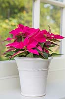 Euphorbia pulcherrima 'Dark Pink' Princettia series, on a windowsill with a view to the garden