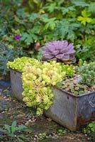 Succulent display in metal container. Featuring Sedum rupestre 'Lemon Ball', Hebe and Sempervivens