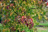 Liquidambar Styraciflua 'Midwest Sunset' 