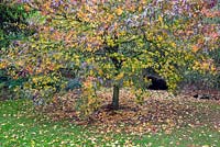 Liquidambar Styraciflua 'Worplesdon' - Sweet Gum at Bluebell Arboretum in Smisby, Derbyshire 