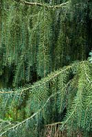 Picea 'Breweriana' - Brewers Weeping Spruce 