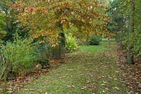 Quercus Palustris - Red Oak overhangs a grass broadwalk at Bluebell Arboretum, Smisby, Derbyshire 