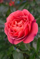 Rosa 'Hot Chocolate'. Floribunda rose