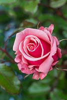 Rosa 'Truly Scrumptious'. Hybrid Tea Rose