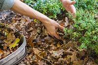 Mulching a garden border with autumnal leaves