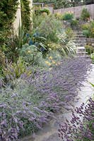 Pathway leading through borders of Lavandula, to a stairway. Victoria BC, Canada