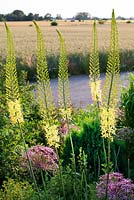 Eremurus and Allium christophii with field in background