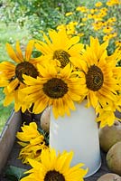 Helianthus annuus - Sunflowers displayed in cream jug with pears