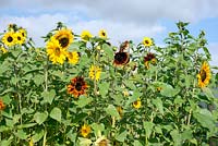 Helianthus annus - selection of different sunflowers 