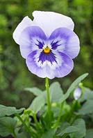 Viola x wittrockiana 'Marina XP' Panola series. 