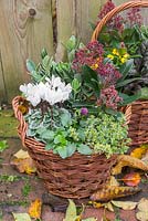 Wicker basket container planted with Viola, Cyclamen, Thyme, Skimmia and Euonymus