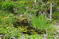 Pond with typha latifolia - common cattails and nymphaea - water lilies bordered by mauve flowering hostas and betula - birch trees 