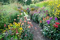 Pathway through colourful summer borders filled with flowers 