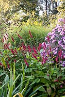 Autumn border with Persicaria amplexicaulis 'Firetail', Aster novae-angliae 'Lye End Beauty', Sanguisorba officinalis 'Red Thunder'