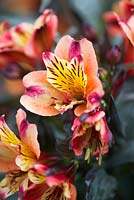 Alstroemeria Indian summer 'Tesronto'