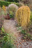 Larix decidua 'Puli' in the gravel garden surrounded by grasses and eryngiums.  