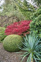 Clipped yew ball, glaucous yucca and scarlet Euonymus alatus beside the drive. 
