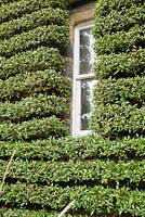 Pyracantha trained into striking horizontal lines around a window. 