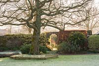 Liquidambar styraciflua 'Worplesdon' frames an entrance in the wall dividing front from back gardens. 