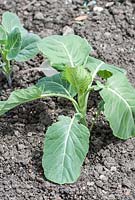 Brussels Sprouts 'Bedford Darkmar 21'