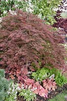Acer palmatum Linearilobum rubrum underplanted with Ferns and Heucherella - There's a place in the woodland where East meets West, RHS Malvern Spring Show 2013