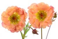 Geum. The semi-double flowers that this cultivar often produces, April