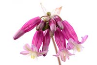 Dichelostemma ida-maia. Crimson Californian hyacinth, June