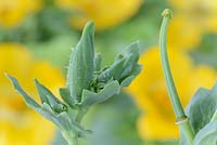 Glaucium flavum. Seaside poppy. Yellow horned poppy. Flower bud and seed pod that forms after flower dies, June