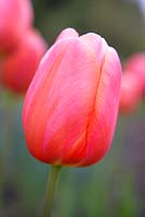 Tulipa 'Montelimar'