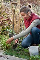 Woman adding compost to a newly planted grass Deschampsia cespitosa.