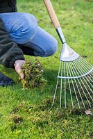 Raking moss from a garden lawn.