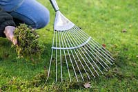 Raking moss from a garden lawn.