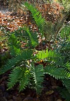 Blechnum Chilense - Chilean hard fern in late autumn, November 