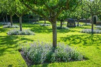 The Orchard, Highgrove Garden, June 2013. Fruit in the Orchard is completely organic.