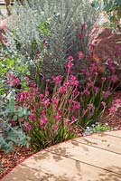 Border planting of Anigozanthos hybrid 'nana pink', Ozothamnus Rosmarinifolius 'Silver Jubilee' and Eucalyptus gunnii, beside a wooden walkway. Garden: Essence of Australia. RHS Hampton Flower Show 2014