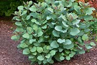 Cotinus x coggygria 'Old Fashioned' smokebush - summer