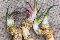 Armoracia rusticana - Horseradish crowns 