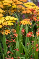 Crocosmia and Achillea 'Terracotta'. Garden: A Hampton Garden. 