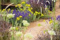 Border planting of Euphorbia seguieriana subsp. niciciana, Lavandula angustifolia 'Hidcote' and Pennisetum setaceum 'Rubrum'. Garden: The One Show Garden. RHS Hampton Court Flower Show, July 2014