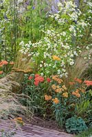 Border planting of Achillea 'Inca Gold', Achillea 'Walther Funcke' and Tanacetum parthenium beside a brick path. RHS Hampton Court Flower Show 2014. Designer: Rebecca Govier. Sponsor: Macmillan Cancer Support