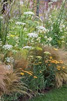 Border planting of Achillea 'Walther Funcke', Achillea 'Mondpagode', Tanacetum parthenium, Ammi majus and Stipa tenuissima. RHS Hampton Court Flower Show 2014. Designer: Rebecca Govier. Sponsor: Macmillan Cancer Support