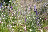 Border planting of Agastache 'Blackadder', Gypsophila paniculata 'Bristol Fairy', Veronicastrum virginicum 'Fascination', Gaura lindheimeri 'Whirling Butterflies' and Verbena macdougalii 'Lavender Spires'. Garden: Macmillan Legacy Garden. 