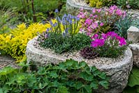 Stone alpine troughs planted with Sempervivum tectorum succulents, white and pink flowered saxifrage - Saxifraga 'Silver Cushion', deep pink Phlox subulata 'McDaniels Cushion'. Pale pink Lewisia cotyledon, Veronica prostrata Nestor, sedum, arabis, oxalis, dianthus, alyssum, golden thyme and alpine edelweiss.